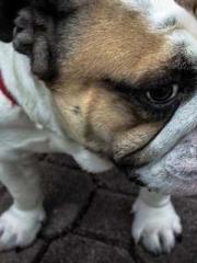 lt;lt;lt;The Peerles