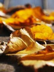 I Picked Up a Cultiv